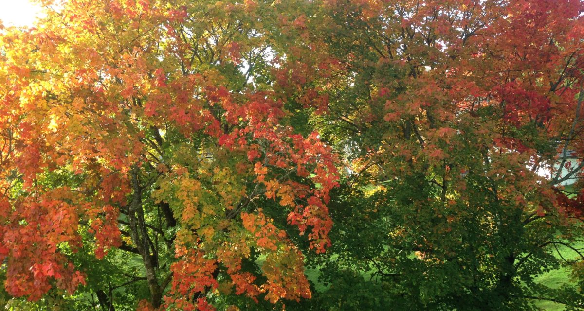 Ekstraordinær generalforsamling og ekstraordinært årsmøte