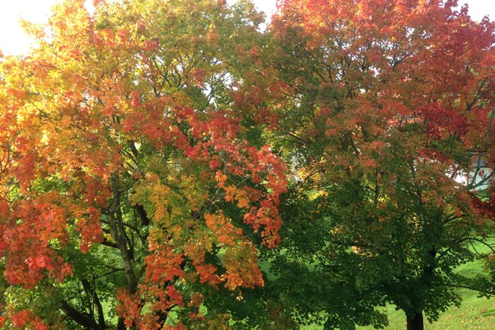 Ekstraordinær generalforsamling og ekstraordinært årsmøte